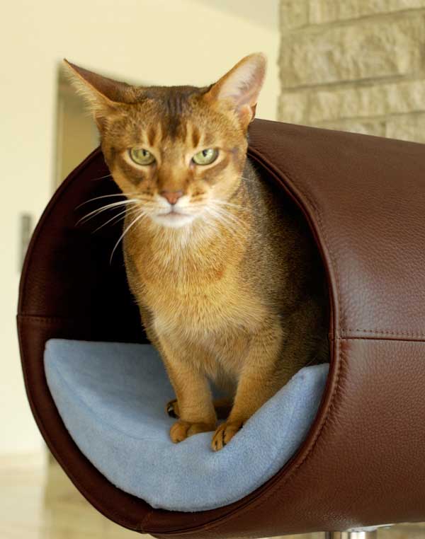 Design cat tree RONDO Stand Leather