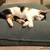 Cuscino per gatti Divan UNO