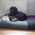 Cuscino per gatti Divan QUATTRO