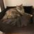 Cat basket BOWL felt
