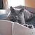 Cat basket BOWL felt