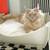 Cat basket BOWL felt