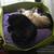 Cat basket BOWL felt