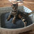 Design cat basket BOWL