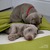 Sleeping bag for dogs Divan DUE