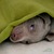 Sleeping bag for dogs Divan DUE