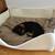 Dog bed with cushion BOWL