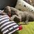 Dog bed with cushion BOWL