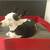 Dog bed with cushion BOWL