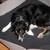 Dog bed with cushion BOWL