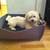 Dog bed with cushion BOWL