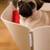 Dog bed with cushion BOWL