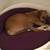 Orthopedic dog basket felt ARENA