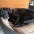 Orthopedic dog basket felt ARENA