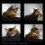 Wall mounted cat bed RONDO Wall Rattan