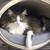 Design cat tree RONDO Stand Leather