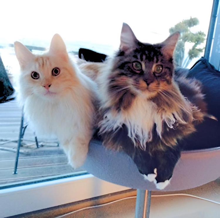 Unique cat scratcher RONDO Stand felt