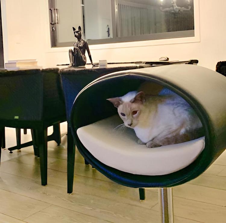 Design cat tree RONDO Stand Leather