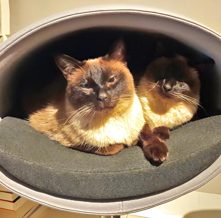 Unique cat scratcher RONDO Stand felt