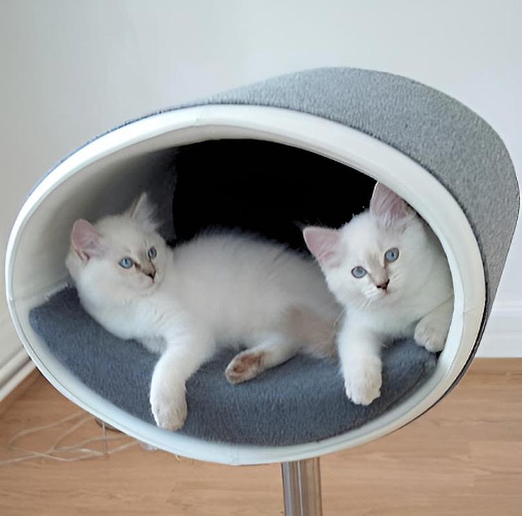 Design cat tree RONDO Stand Leather