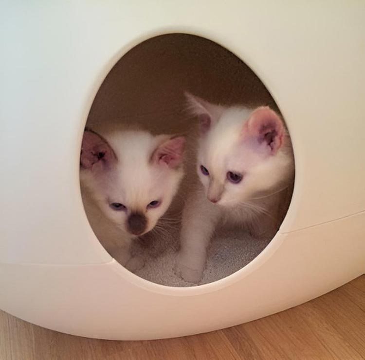 POOPOOPEEDO cat litter box