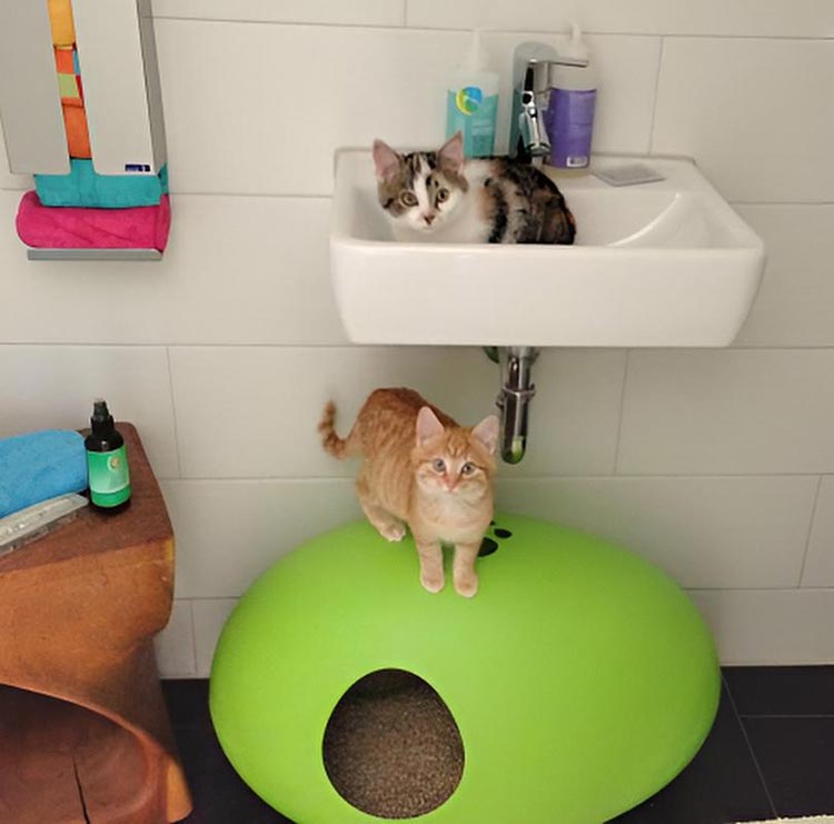 POOPOOPEEDO cat litter box