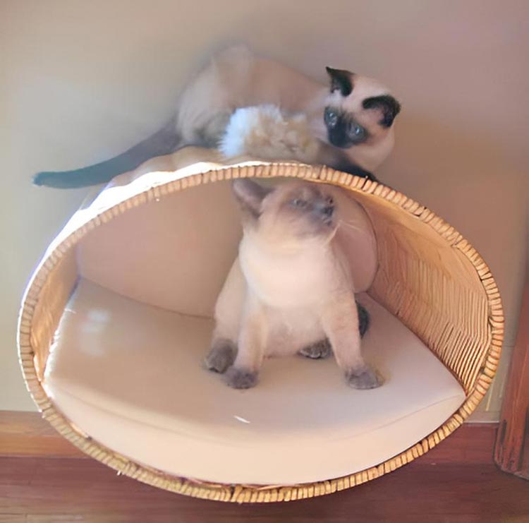 Wall mounted cat bed RONDO Wall Rattan