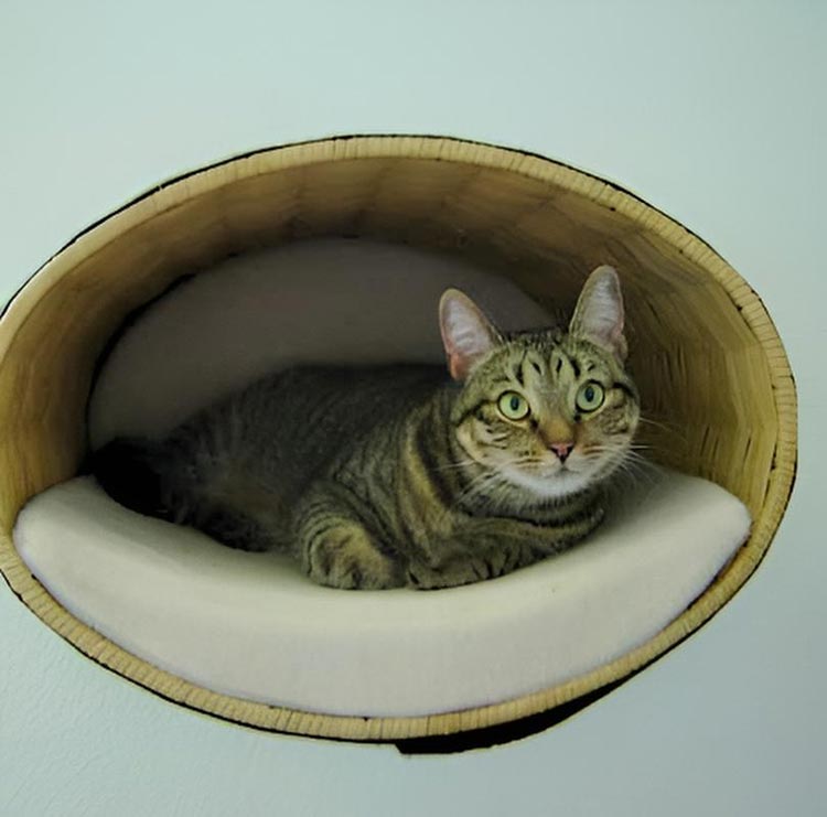 Wall mounted cat bed RONDO Wall Rattan