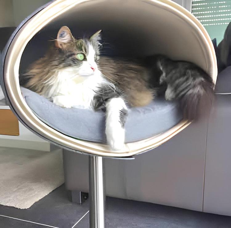 Design cat tree RONDO Stand Leather