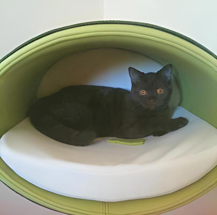 Unique cat scratcher RONDO Stand felt