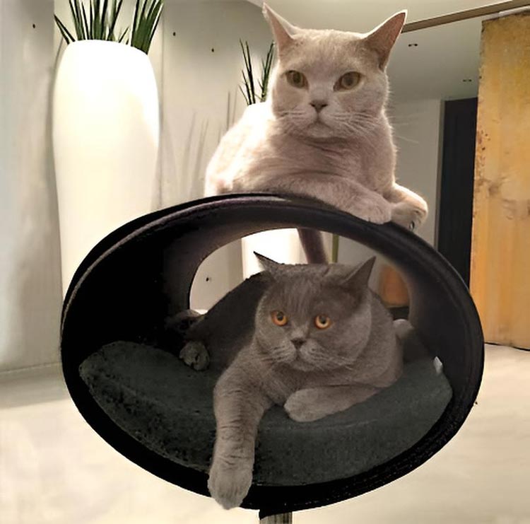 Unique cat scratcher RONDO Stand felt