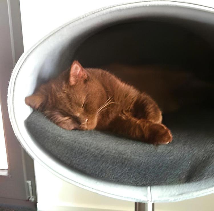 Unique cat scratcher RONDO Stand felt