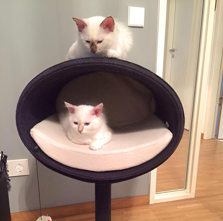 Unique cat scratcher RONDO Stand felt