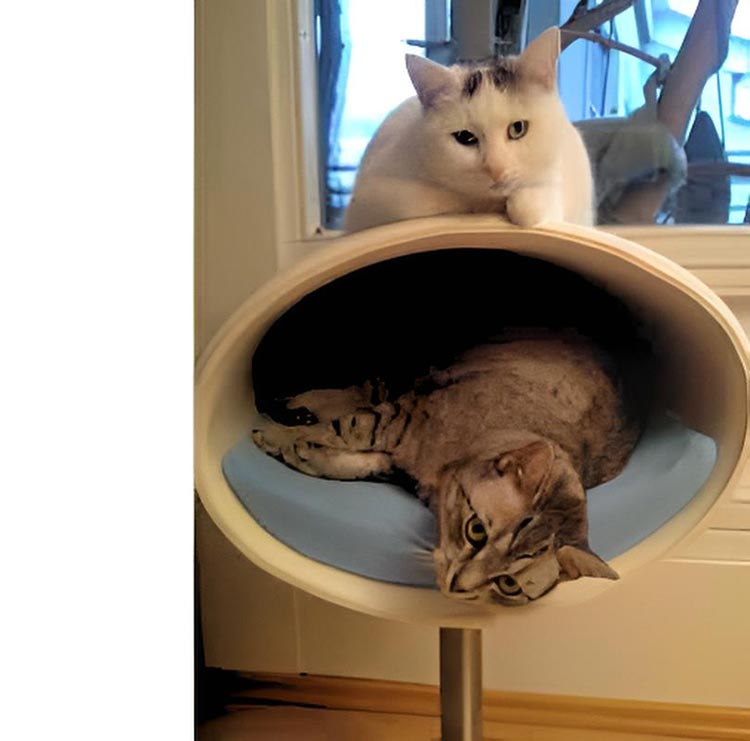 Unique cat scratcher RONDO Stand felt