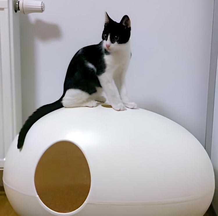 POOPOOPEEDO cat litter box