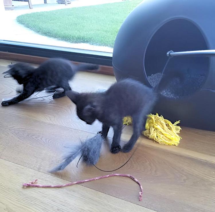 POOPOOPEEDO cat litter box