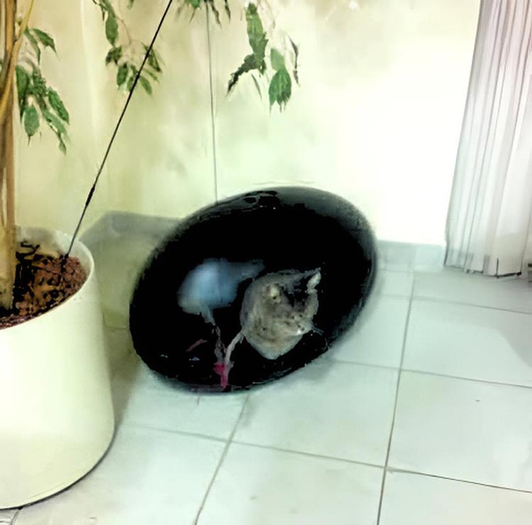 POOPOOPEEDO cat litter box