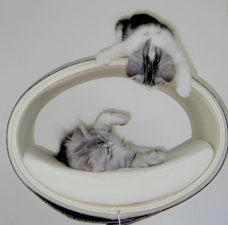 Unique cat scratcher RONDO Stand felt