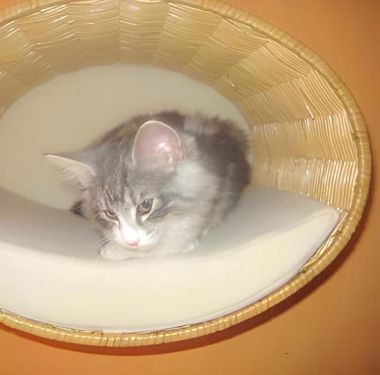 Wall mounted cat bed RONDO Wall Rattan