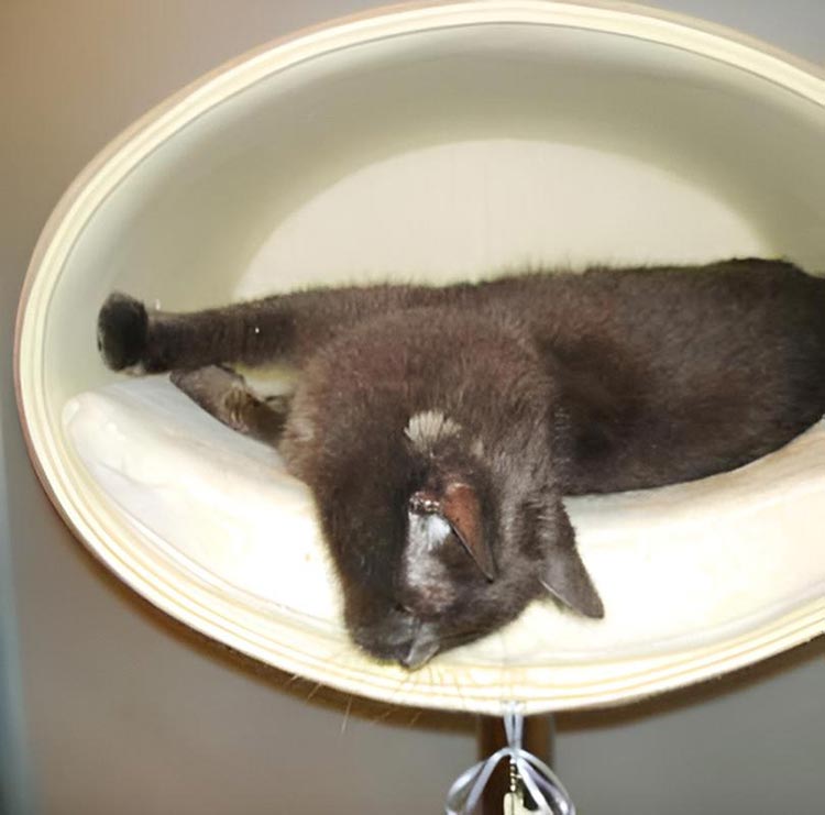 Unique cat scratcher RONDO Stand felt