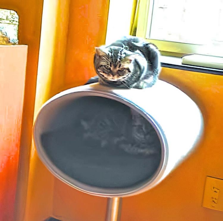 Unique cat scratcher RONDO Stand felt