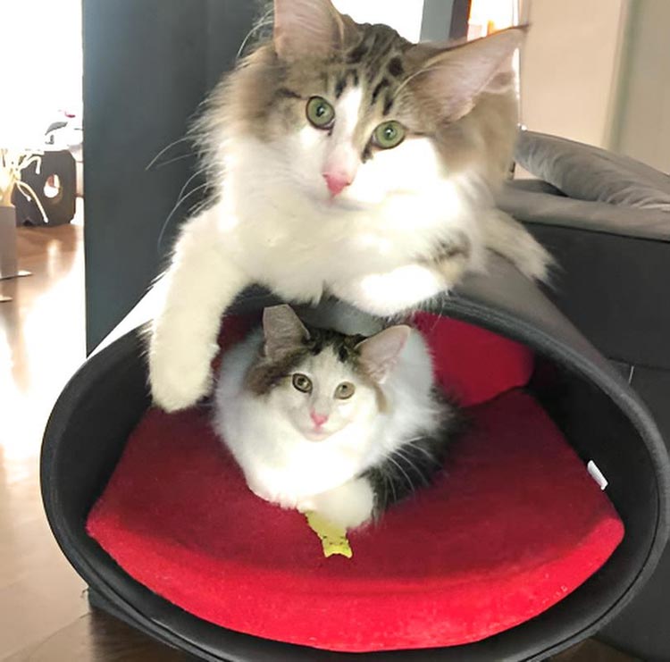 Design cat tree RONDO Stand Leather