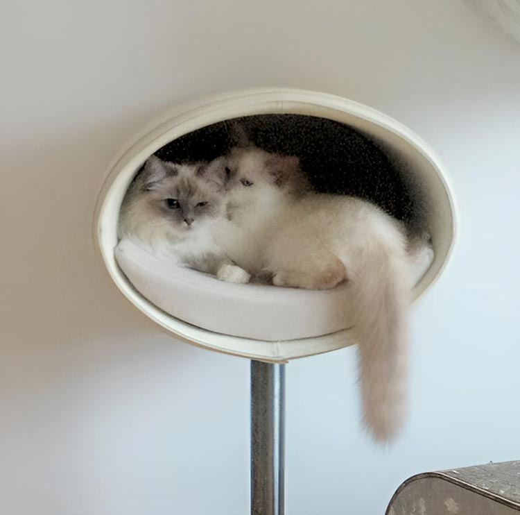 Design cat tree RONDO Stand Leather