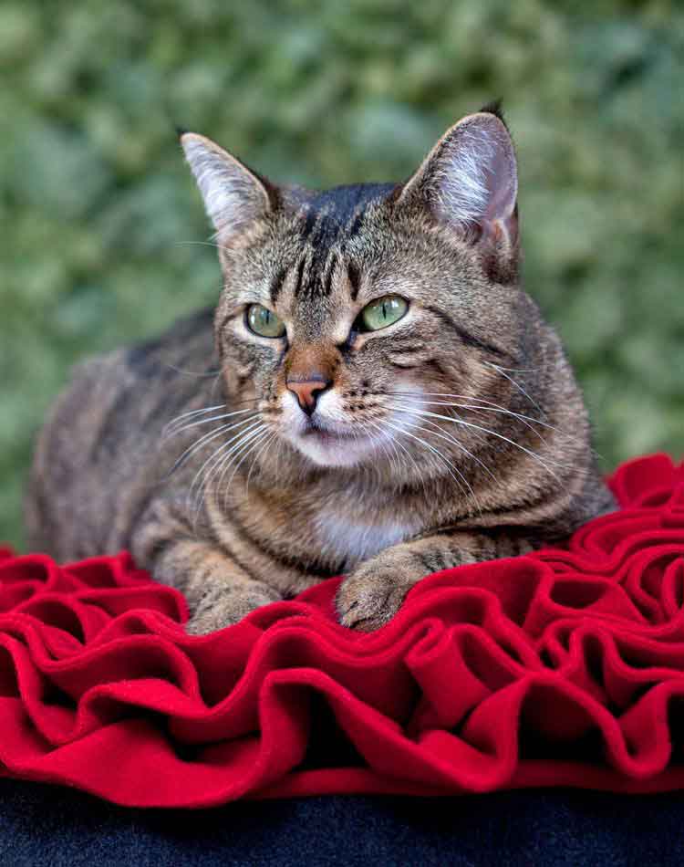 Round cat cushion Lounge ROSE