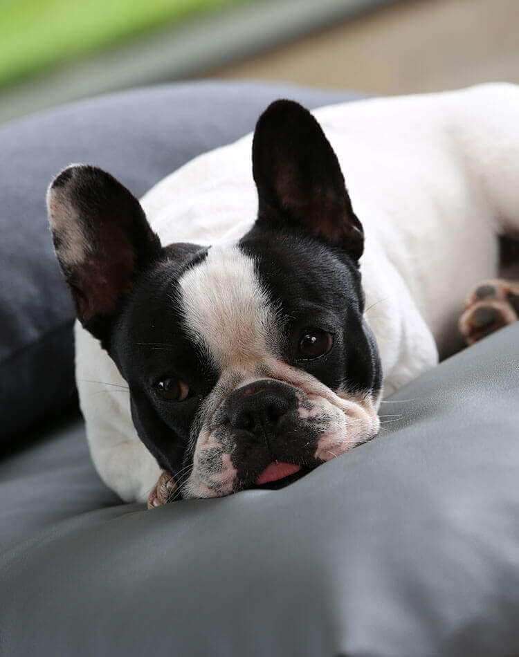 Cuscini per la testa di cane di pelle per nostri cuscini cane