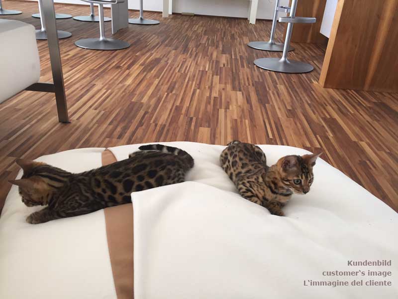Sleeping bag for cats Divan DUE