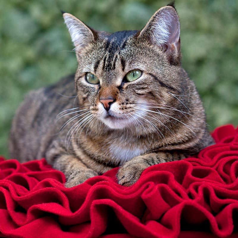 Round cat cushion Lounge ROSE