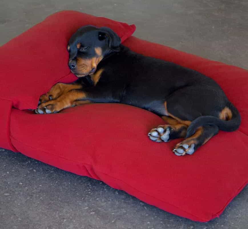 booths corner farmers market pet store