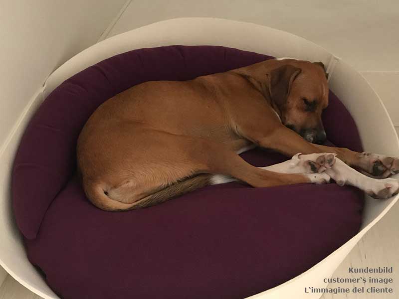 orthopedic dog mattress