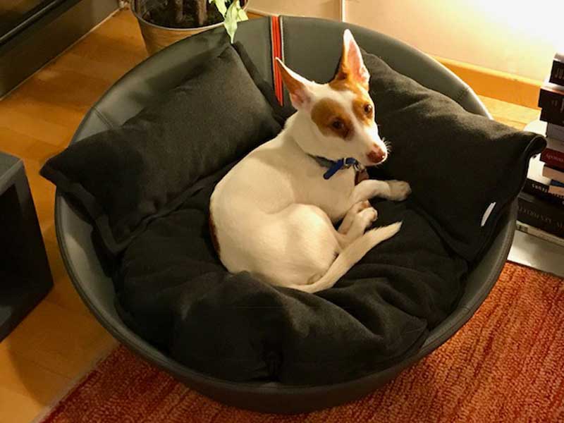 Leather dog basket MILA